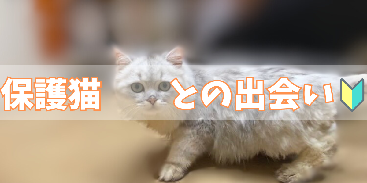 保護猫との出会い(猫と暮らすエンジニアおたくちゃん)